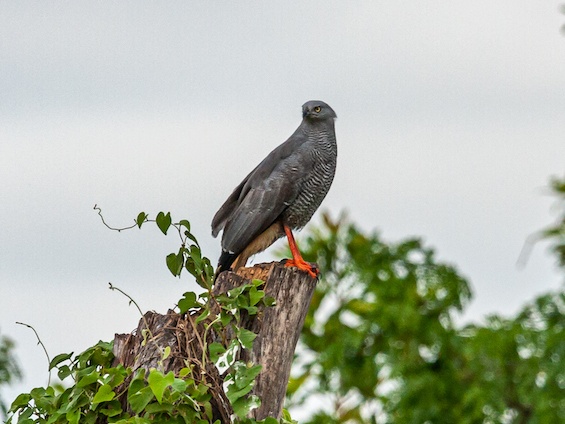 Galería Birding Pantanal & Cerrado 565x424
