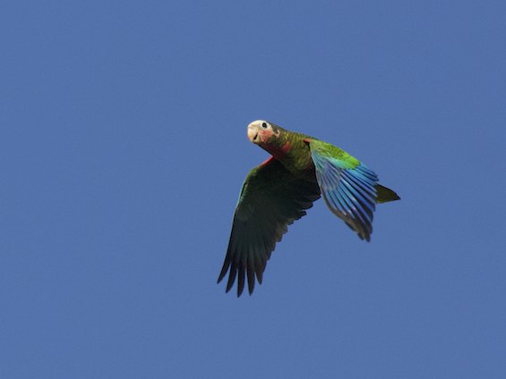Galería Birding Cuba 565x424