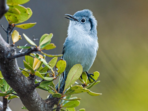 Galería Birding Cuba 565x424