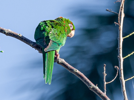 Galería Birding Cuba 565x424