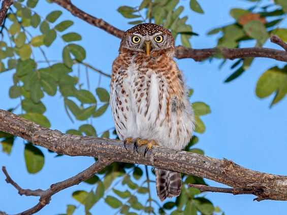 Galería Birding Cuba 565x424