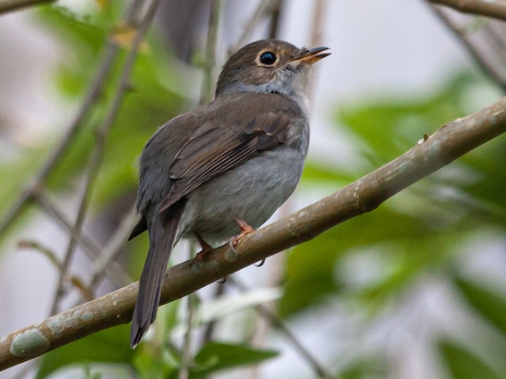 Galería Birding Cuba 565x424