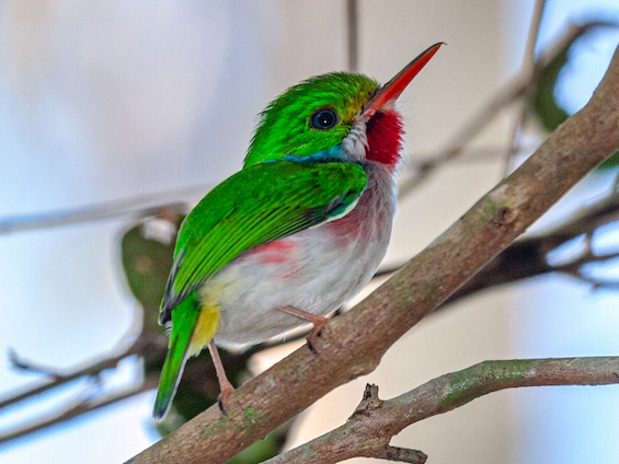 Galería Birding Cuba 565x424