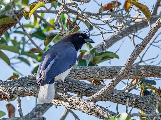 Galería Birding Pantanal & Cerrado 565x424