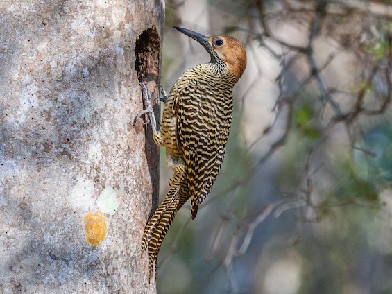 Galería Birding Cuba 565x424