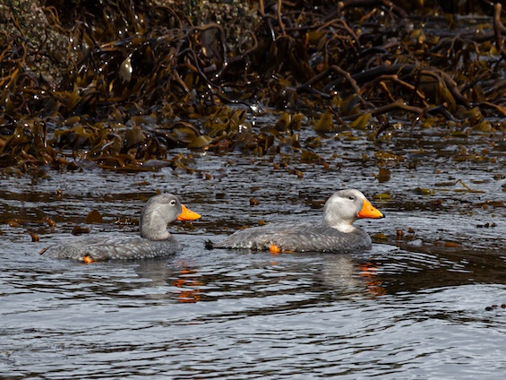Galería Birding SW Patagonia and TdF 565x424