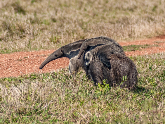 Galería Wildlife Pantanal & Cerrado 565x424
