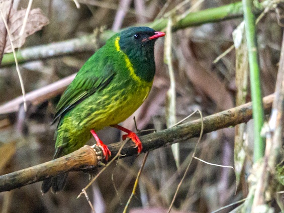 Galería Birding Colombia Andes to Orinoco 565x424