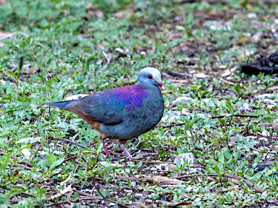 Galería Birding Cuba 565x424