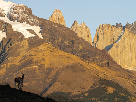 Galería Wildlife SW Patagonia 565x424