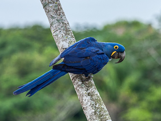 Galería Birds and WL Pantanal & Cerrado (set dept.) 565x424