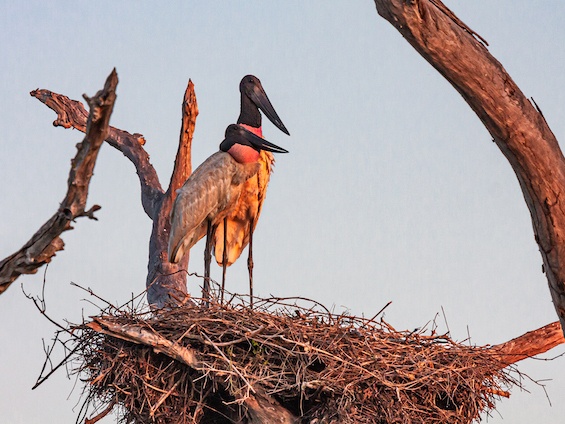Galería Birding Pantanal & Cerrado 565x424