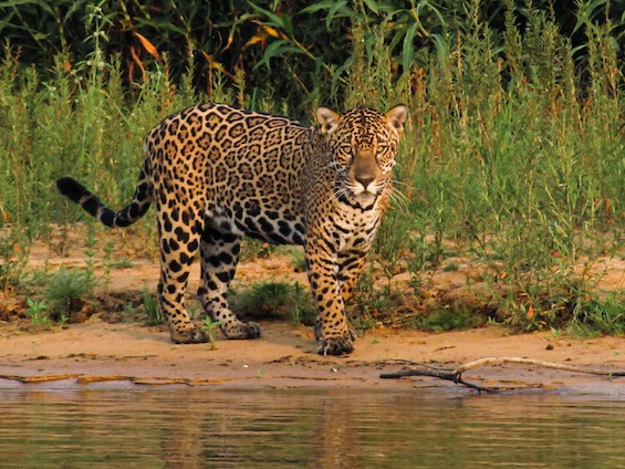Galería Wildlife Pantanal & Cerrado 565x424