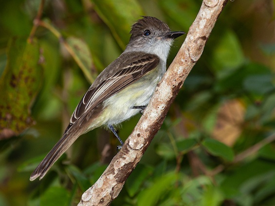 Galería Birding Cuba 565x424