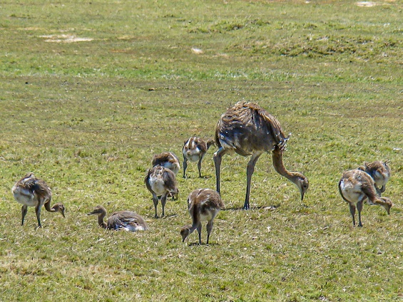 Galería Wildlife Eastern Patagonia & Puerto Madryn 565x424