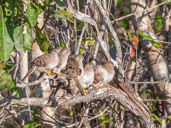 Galería Wildlife Pantanal & Cerrado 565x424