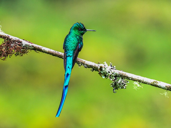 Galería Birding Colombia Andes to Santa Marta 565x424