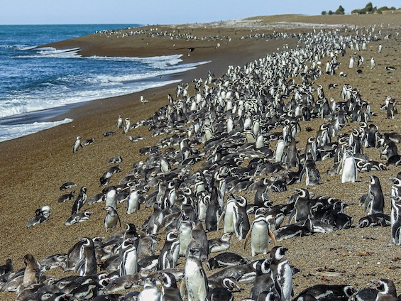 Galería Wildlife Eastern Patagonia & Puerto Madryn 565x424