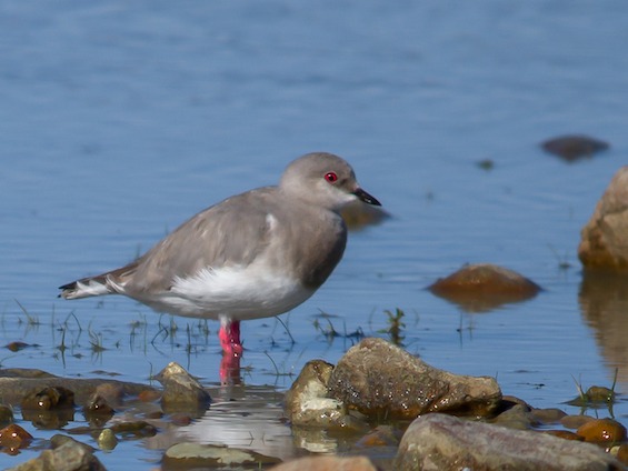 Galería Birding SW Patagonia and TdF 565x424