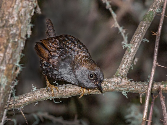 Galería Birding SW Patagonia and TdF 565x424