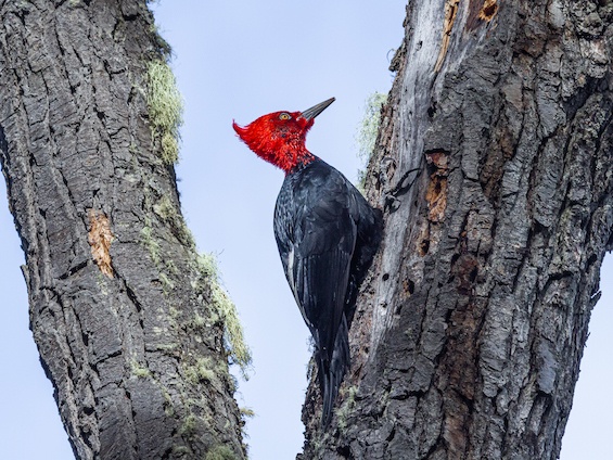 Galería Wildlife SW Patagonia 565x424