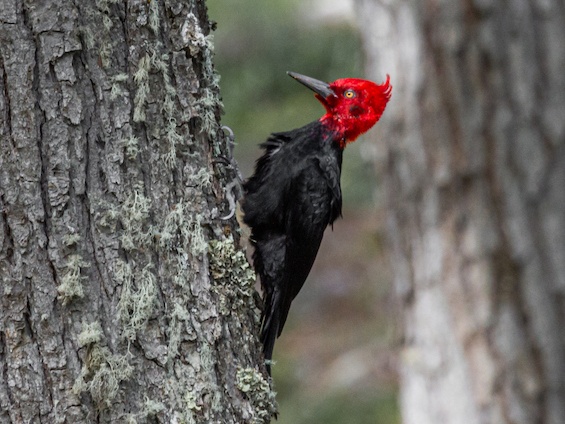 Galería Birding SW Patagonia and TdF 565x424