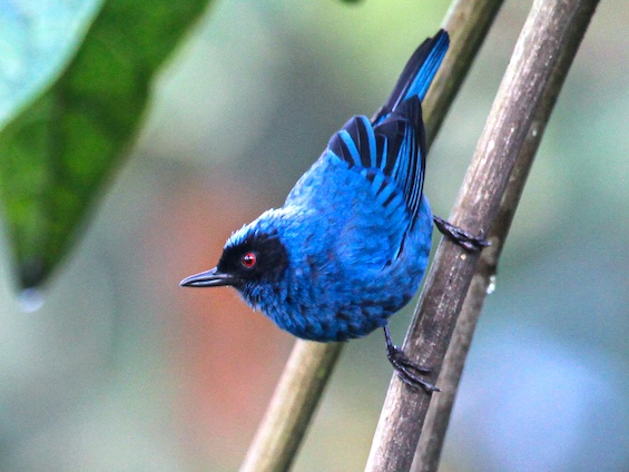Galería Birding Colombia Andes to Santa Marta 565x424