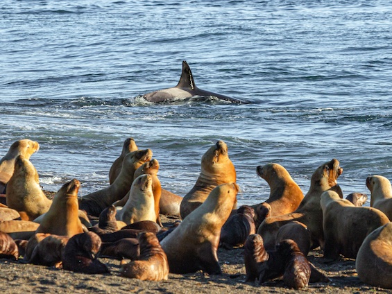 Galería Wildlife Eastern Patagonia 565x424