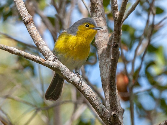 Galería Birding Cuba 565x424