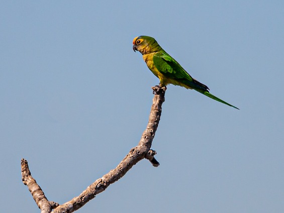 Galería Wildlife Pantanal & Cerrado 565x424