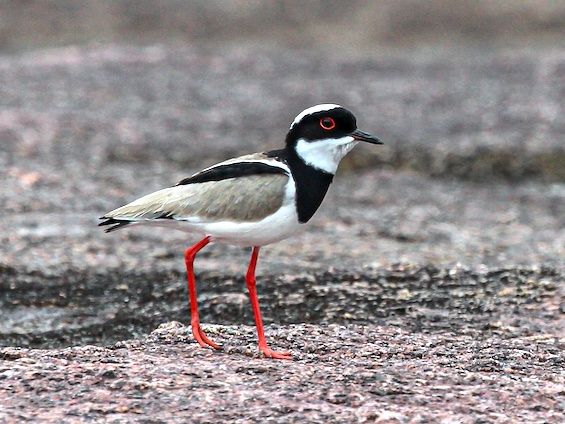 Galería Birding Colombia Andes to Orinoco 565x424