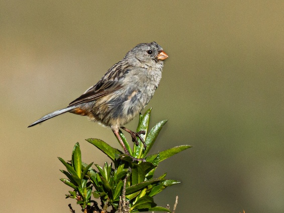 Galería Birding Colombia Andes to Santa Marta 565x424
