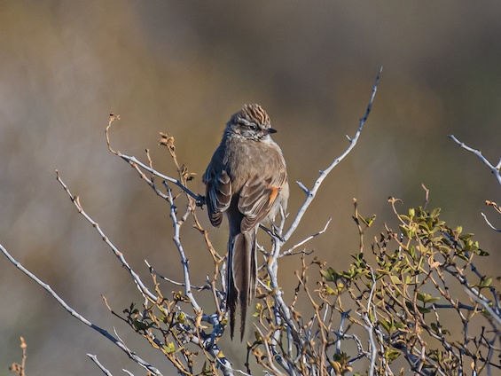 Galería Birding Eastern Patagonia 565x424