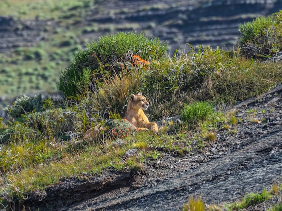 Galería Photographing Patagonia's Wilderness 565x424
