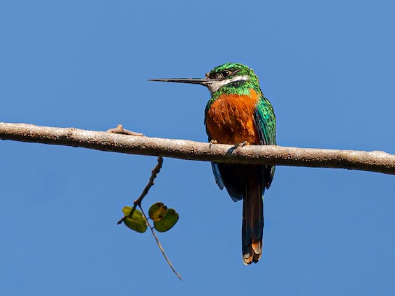 Galería Birding Pantanal & Cerrado 565x424