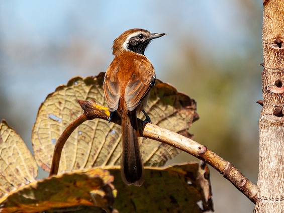 Galería Birding Pantanal & Cerrado 565x424