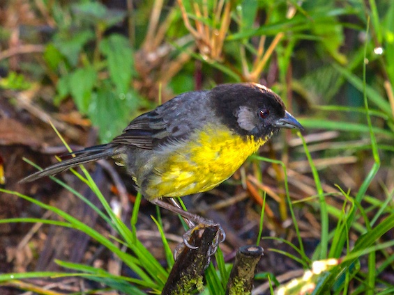 Galería Birding Colombia Andes to Santa Marta 565x424