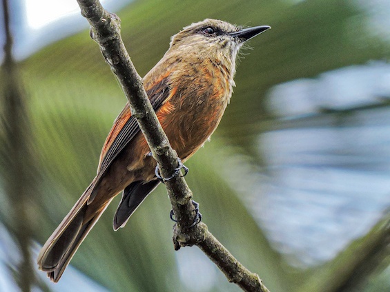 Galería Birding Colombia Andes to Santa Marta 565x424