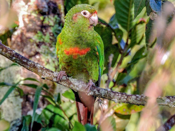 Galería Birding Colombia Andes to Santa Marta 565x424