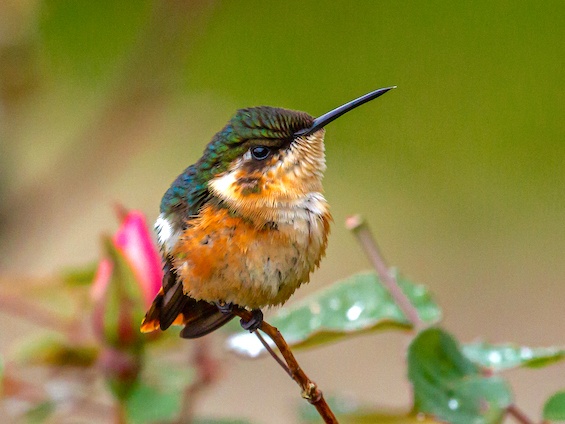Galería Birding Colombia Andes to Santa Marta 565x424