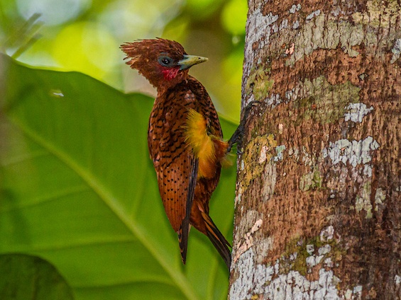 Galería Birding Colombia Andes to Orinoco 565x424