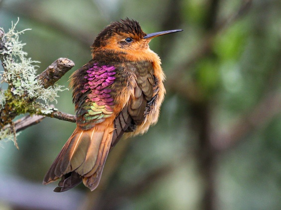 Galería Birding Colombia Andes to Orinoco 565x424
