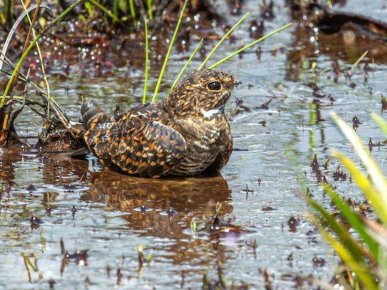 Galería Birding Colombia Andes to Orinoco 565x424