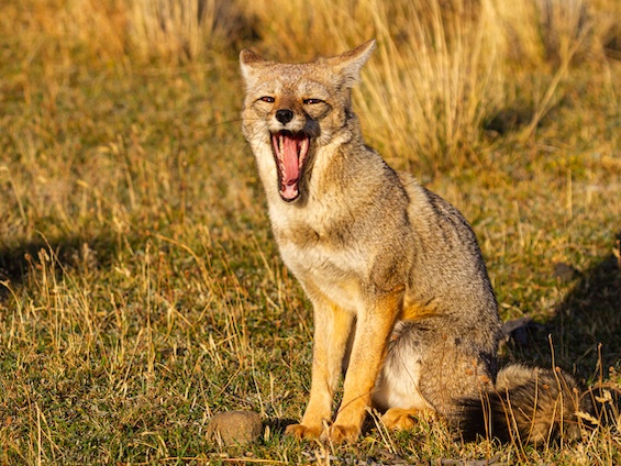 Galería Wildlife Eastern Patagonia 565x424