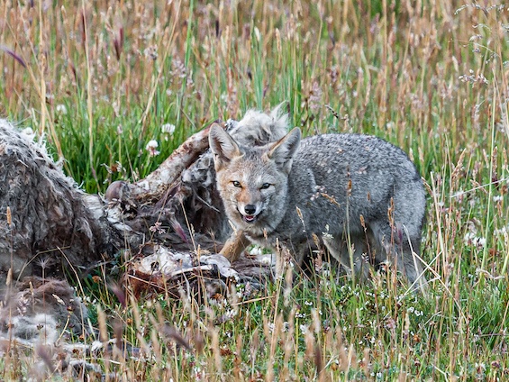 Galería Wildlife SW Patagonia 565x424