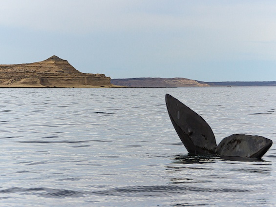 Galería Wildlife Eastern Patagonia 565x424