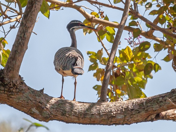 Galería Birds and WL Pantanal & Cerrado (set dept.) 565x424
