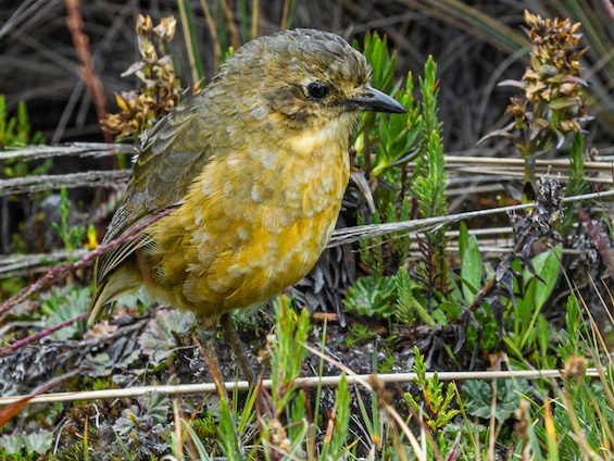 Galería Birding Colombia Andes to Santa Marta 565x424