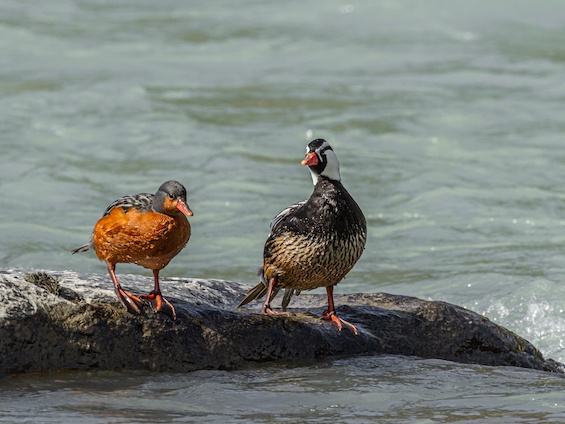 Galería Birding SW Patagonia and TdF 565x424
