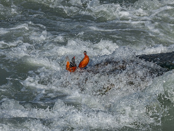 Galería Photographing Patagonia's Wilderness 565x424